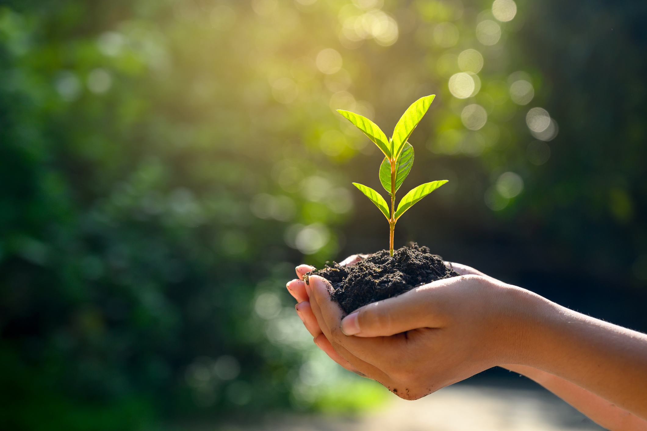 Green growth: Getty Images