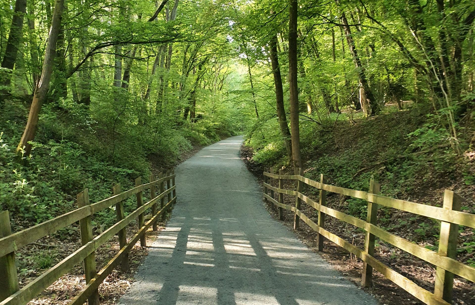 Image shows Sherrardspark Wood